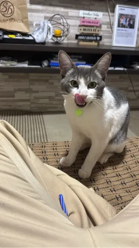 Gatos 
