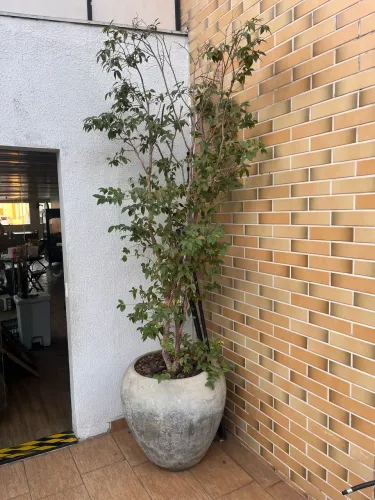 Jabuticabeira híbrida em vaso de cimento