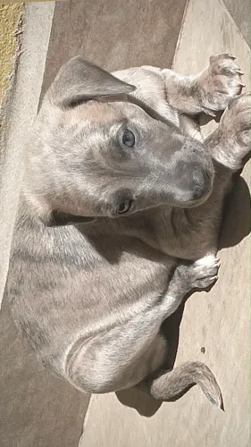Filhotes de Whippet MACHINHO