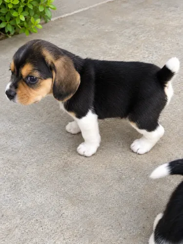 BEAGLE ENCANTADOR