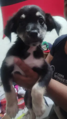 4 lindos filhotes duas fêmeas dois macho 
