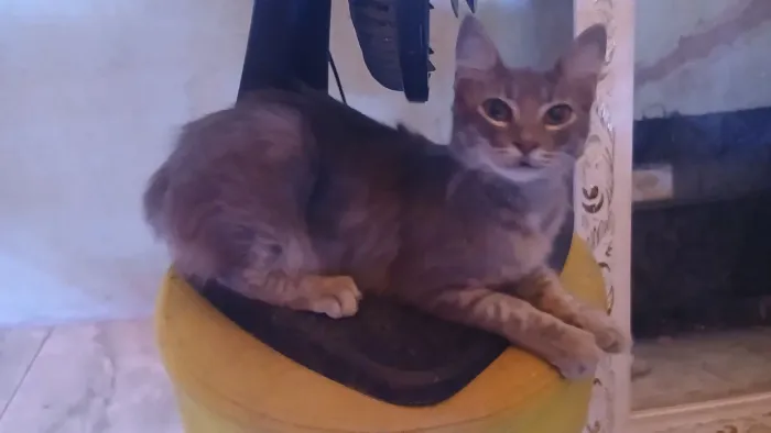 Gato para adoção responsável