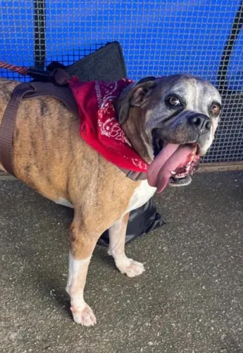 Doação de boxer fêmea castrada