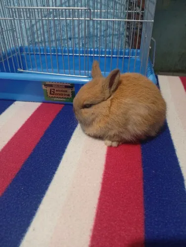Coelhos Nethelander