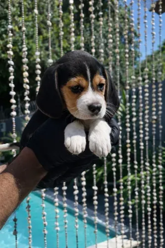 beagles tricolor disponivel