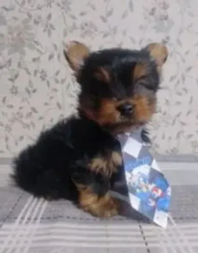 Yorkshire Um doguinho perfeito para aquecer seu coração