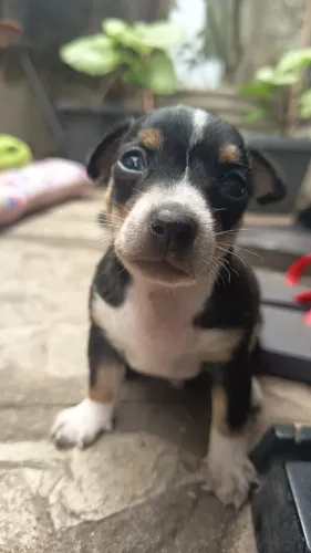 Filhote de Pinscher 
