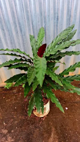 Maranta veludo