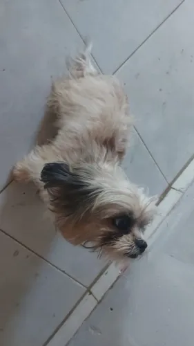 Vendo uma cachorra shiatsu