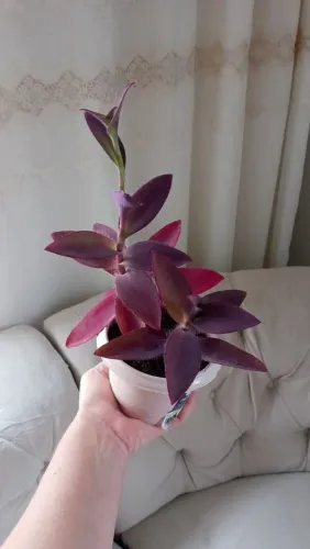 Planta Trapoeraba Roxa - Super Natural