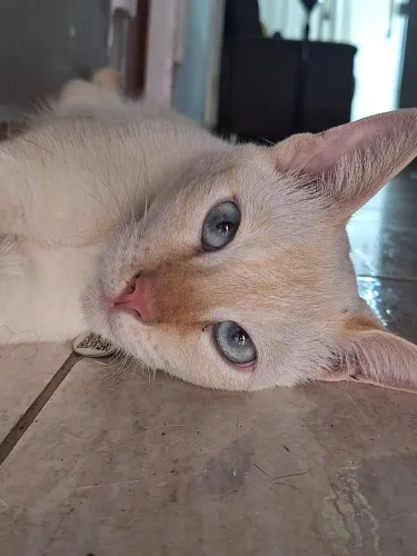 Gato para adoção