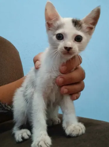 Gatinho para adoção Responsável 