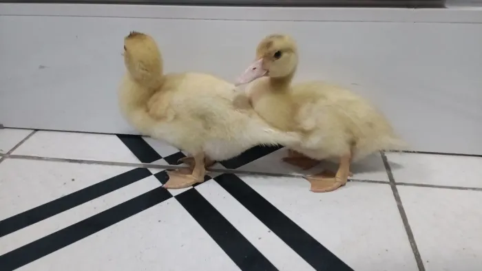 Patos patinhos