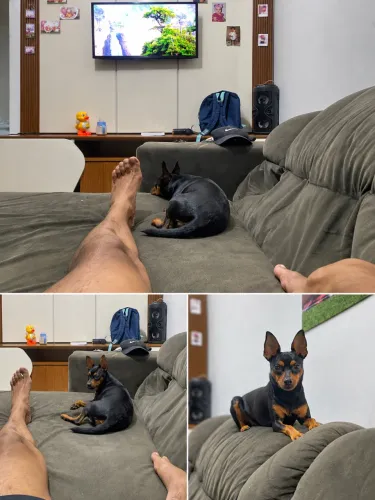 Pinscher fêmea 1 ano