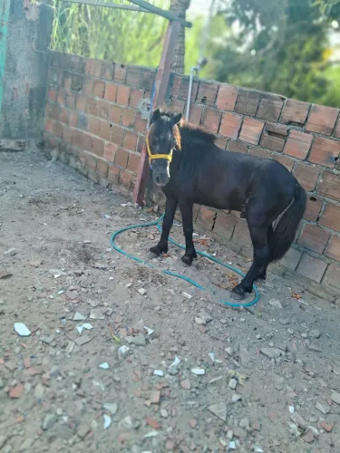 Vendo pônei macho