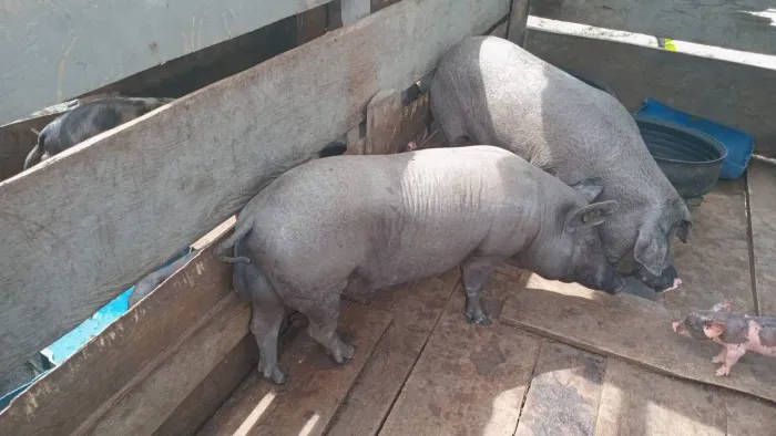 Porcos 