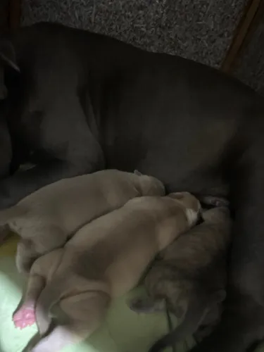 Filhotes American bully