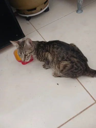 Doação de gatos