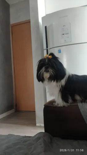 Doação Shitzu 