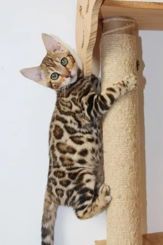Bengal