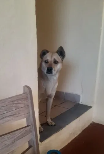 Doa-se cachorro 