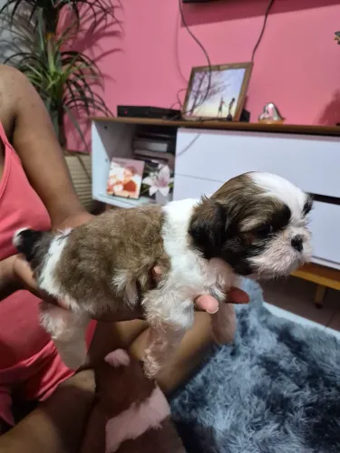 Filhotes de shih tzu