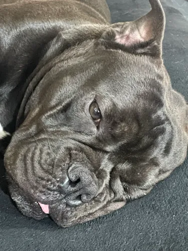Bolt