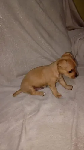 Vendo este cachorro Pincher 0 