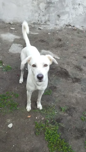 Doação de cachorro