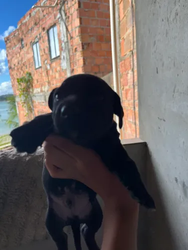 Vende-se cachorra raça pit bull