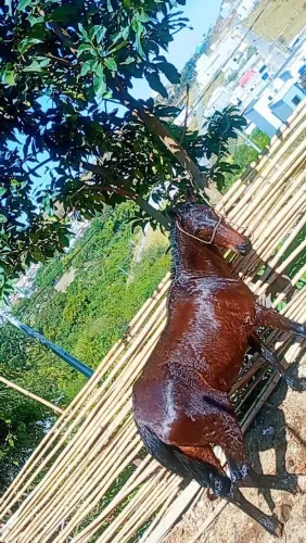 Égua