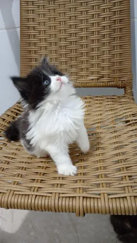 Gato Maine coon