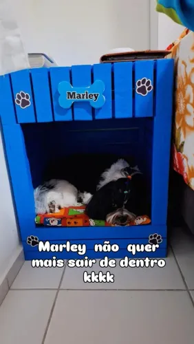 Cada de madeira para cachorro porte pequeno e médio