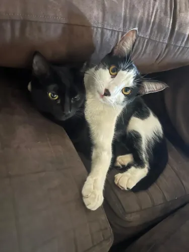 Doação de gatos 