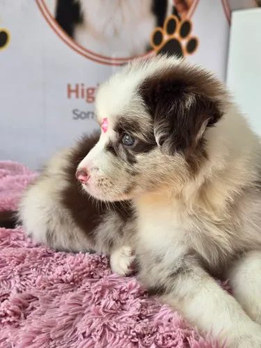 Border Collie disponíveis (Trabalhamos com todas raças, enviamos para todo Brasil