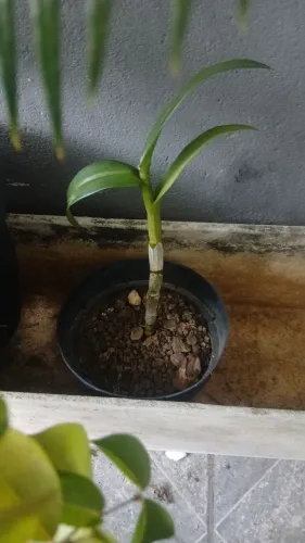 Orquídea 