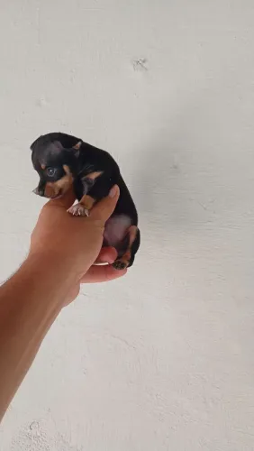 Pinscher macho