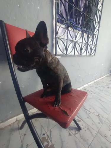 Vendo essa fêmea de bulldog francês cartão de vacina e pedigree