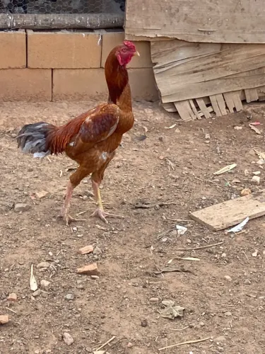 Galo!