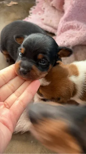 pinscher MACHO