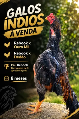 Galos Índios - Rebook x Ouro Mil / Rebook x Dedão - 8 meses