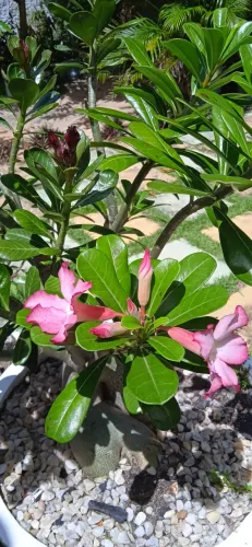 Rosa do deserto adulta.