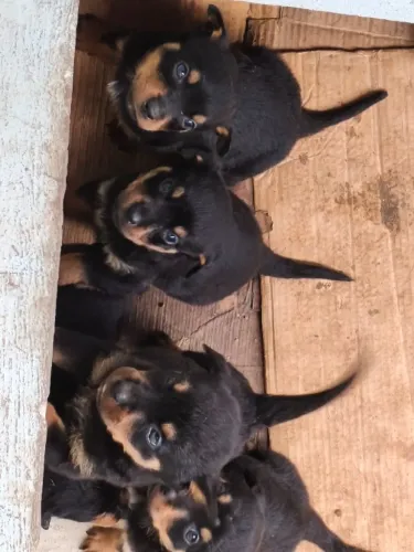 Filhotes de Rottweiler