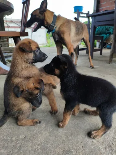 Pastor Belga Malinois Sangue Puro