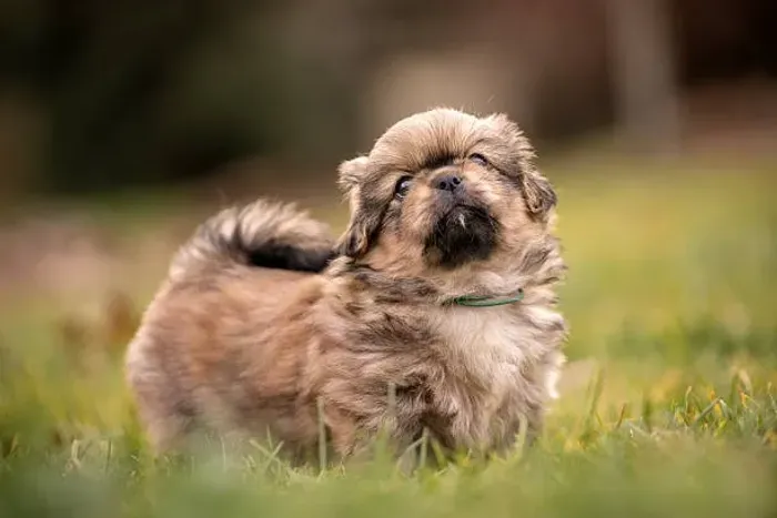? Filhotes de Lhasa Apso | Fofura em Quatro Patas
