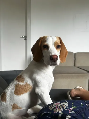 Vende-se Beagle