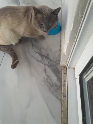 Doação de gato