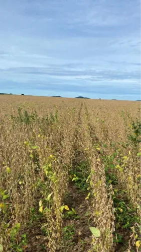 R$56 Milhões  Fazenda de 351 alqueires  São Miguel do Araguaia - GO
