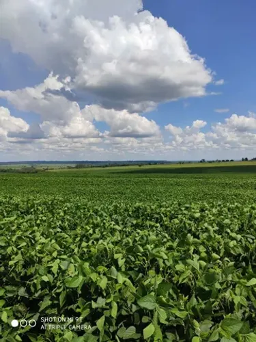 Fazenda 120 alqueiro 100 planta 