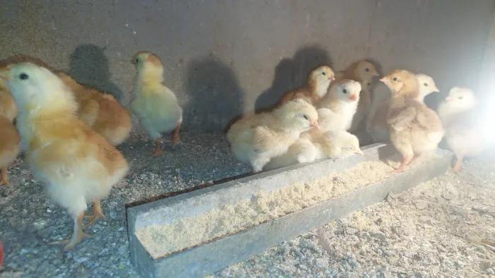 Pintinhos, galos e galinha (Raça embrapa 051)